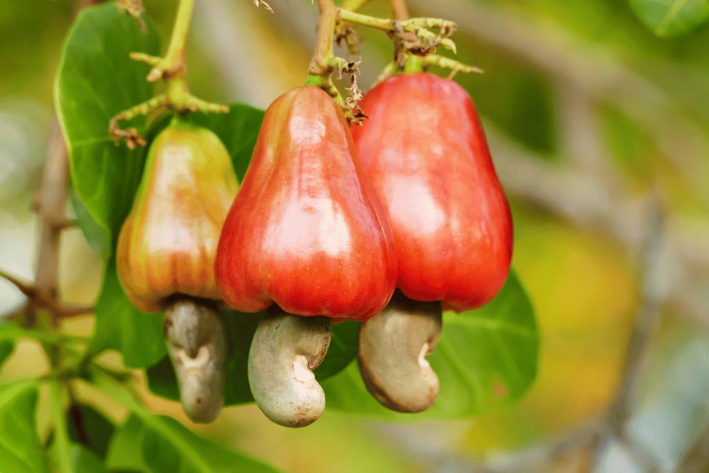 Cashew Nut Shell (Anacardium occidentale L.) Extract: A Natural Solution for Reducing Methane Emissions in Ruminants